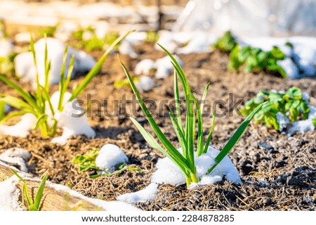 Young garlic sprouted in the garden bed in early spring, close-up. Melting snow on the garden bed with awakened green plants. Beginning of gardening season