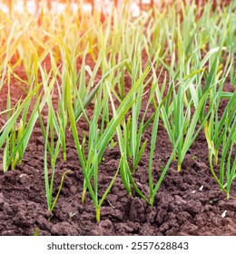 Brotes de ajo jóvenes en una cama de jardín o plantación a la luz del sol. Enfoque selectivo