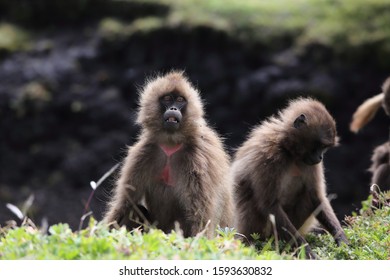 Young Gelada baboon endemic Ethiopia