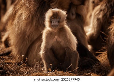 Young Gelada Baboon in Simien Mountains, Ethiopia – Wildlife Close-up - Powered by Shutterstock