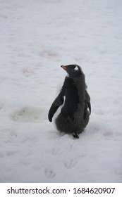 Young  Gentoo Penguin In Antarctica