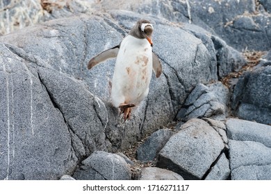 Young Gentoo Penguin Jumping Of A Rock