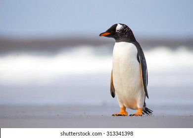 Young Gentoo Penguin On The Beach