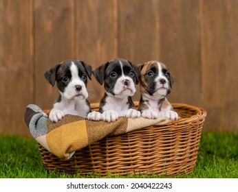 Young German Boxers Puppy Sit Inside Basket On Green Summer Grass