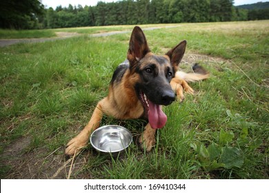 Young German Shepherd Dog Drinking Water During Summer Heat