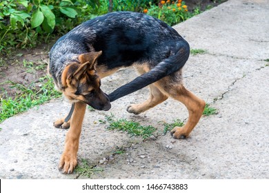 A young German shepherd puppy runs after the tail. Dog fun playing in the Park and bites his tail. Excited nervous behavior of the dog. Walking with a pet