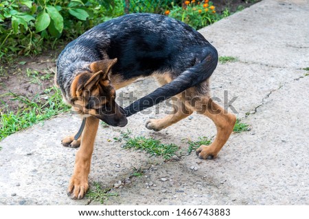 A young German shepherd puppy runs after the tail. Dog fun playing in the Park and bites his tail. Excited nervous behavior of the dog. Walking with a pet