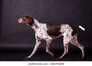 Dog Looking Forward Images Stock Photos Vectors Shutterstock