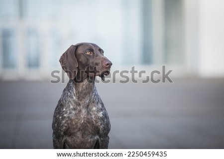 young German Shorthaired Pointer posing after dog show. standard. purebred. healthy.