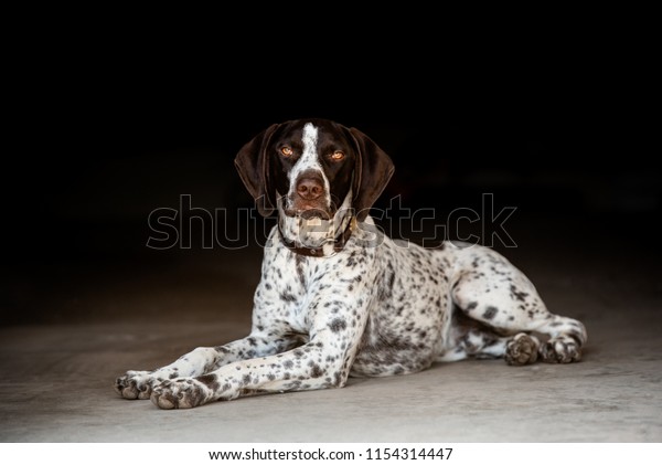 Young German Shorthaired Pointer Puppy Laying Stock Photo Edit