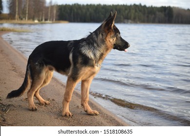 Young germanshepherd in the lake