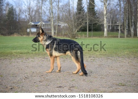 Young germanshepherd puppy in summer