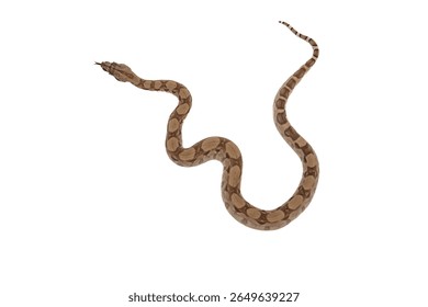 Young Ghost Boa Constrictor Slithering with Tongue Out on White Background – Top View