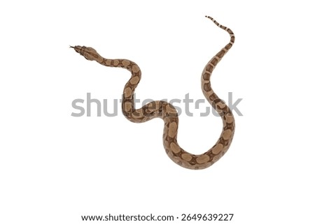 Young Ghost Boa Constrictor Slithering with Tongue Out on White Background – Top View