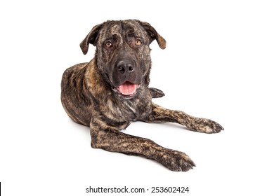 Young Giant Breed Dog With A Big Head And Happy Expression Laying And Looking Forward