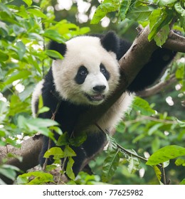 Young Giant Panda Bear In Tree