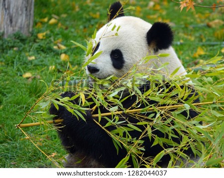 Young giant panda eating bamboo