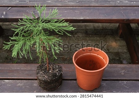 Young giant sequoia tree ready for repotting into a larger container for healthy growth