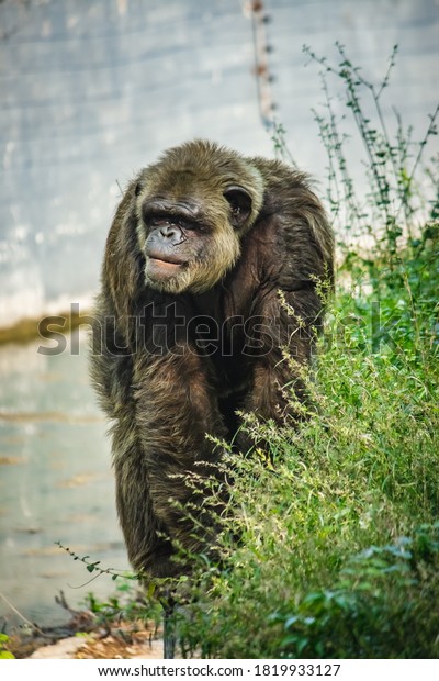 Young gigantic male Chimpanzee\
standing on near water pond and looking at the camera. Chimpanzee\
in close up view with thoughtful expression. Monkey & Apes\
family