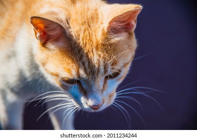 Young Ginger Cat Looking Down