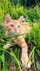 Young Ginger Cat Playing In The Grass.