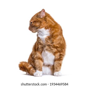 猫 お座り の写真素材 画像 写真 Shutterstock