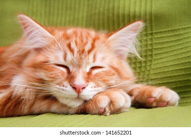 Young Ginger Stripped Siberian Cat Sleeping With Eyes Closed - On Green