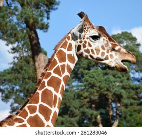 Young giraffe