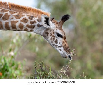 886 Giraffe thorn Images, Stock Photos & Vectors | Shutterstock