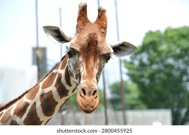 Young Giraffe Looking at the Camera