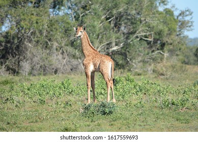 A Young Giraffe At Phinda Private Game Reserve