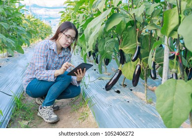 Young Girl Checking Quality  Eggplants By Tablet. Agriculture And Food Production Concept.