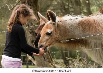 Young Girl Feeding Carrot To Llamas In A Field. A Five Year Old Child Offers Food To A Herd Of Llama On Farmland In Somerset, England, UK