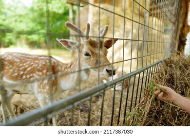 Young girl feeding wild deers at a zoo on summer day. Children watching reindeers on a farm. Kids having fun at zoological garden.
