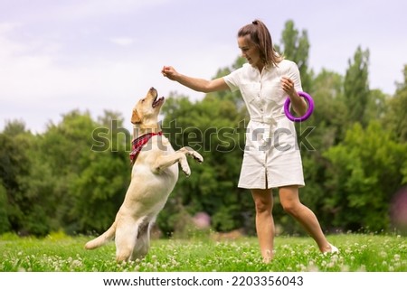 a young girl gives a treat to a labrador dog in the park. dog training concept