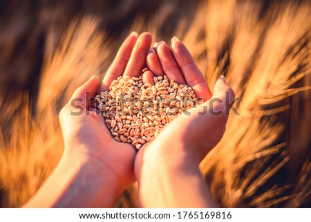 Young girl holding grain of wheat in a field in her hands