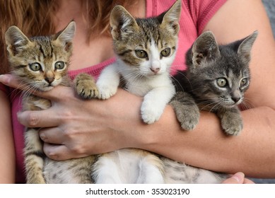 young girl holding three beautiful kittens outdoor adoption concept 
