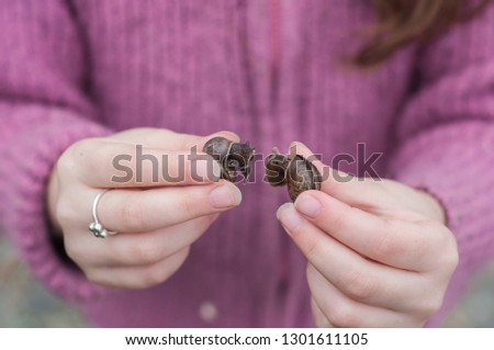 Similar – Image, Stock Photo Child holding two snail shells in her hand