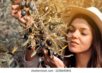 Young girl holds in her hands a branch with juicy ripe black olives at sunset, a woman is engaged in farming and gardening, develops a plantation of olive trees during the harvest, close up view. - Powered by Shutterstock