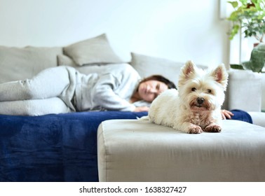 The young girl lies on a sofa with a white terrier