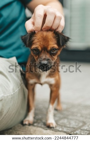Young girl picked up a homeless dog on the street, a person's hand strokes the dog, abandoned, frightened homeless puppy in a shelter for dogs 