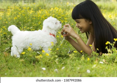 Jeune fille et chiot dans l'herbe avec des fleurs : photo de stock