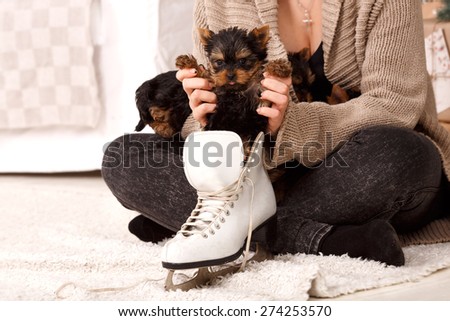 Young girl with a puppy of Yorkshire terrier. Beautiful young woman holding skates winter ice skating. The flower pots sitting small terrier puppy York. Woman and puppy dog in a pink interior room. 