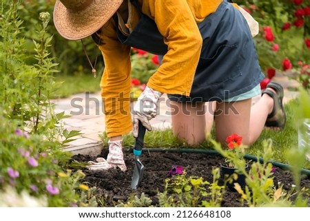 A young girl in a straw hat is engaged in gardening work, planting flower seedlings, plant seeds. Petunia hybrida seedlings are going to be planted in the processed black soil.