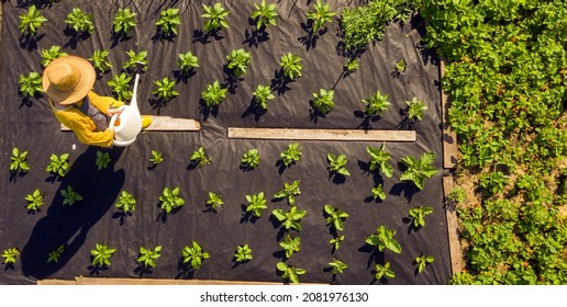 A young girl in a straw hat is standing in the middle of her beautiful green garden, covered in black garden membrane, view from above. A woman gardener is watering the plants with watering can
