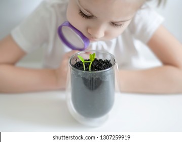Young Girl Studies Small Plant In Elementary Science Class. Child Holding Magnifying Glass. Caring For A New Life. The Child's Hands. Selective Focus. Earth Day Holiday Concept. World Environment Day
