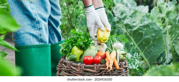 Young girl taking care of her vegetable garden - Concept of new organic business. - Powered by Shutterstock