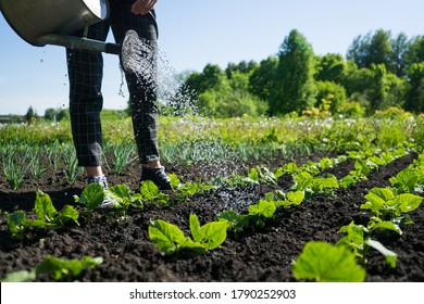 A young girl waters a salad in the garden. Growing plants and vegetables in the village. Eco cultivation in backyard - Shutterstock ID 1790252903