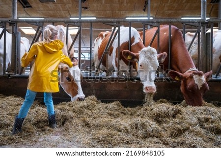 young girl in yellow coat feeds red and white spotted cows in barn on dutch farm in the netherlands
