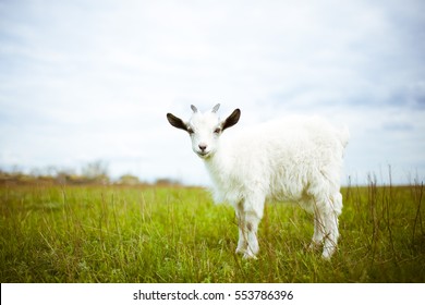 A young goat grazes in a meadow and smiling.